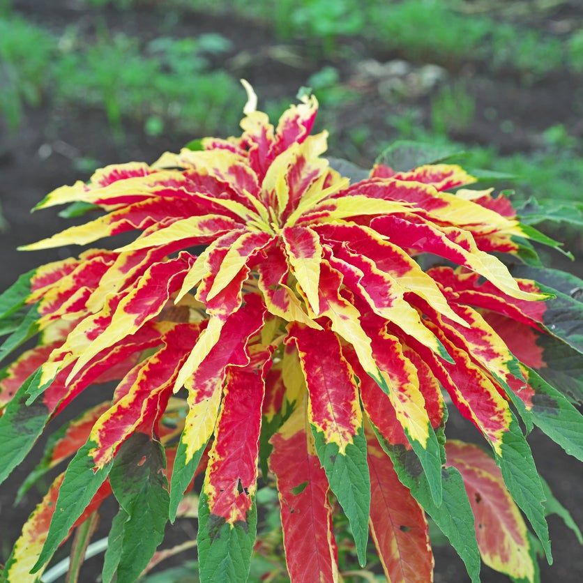 Amaranth Joseph’s Coat Plant