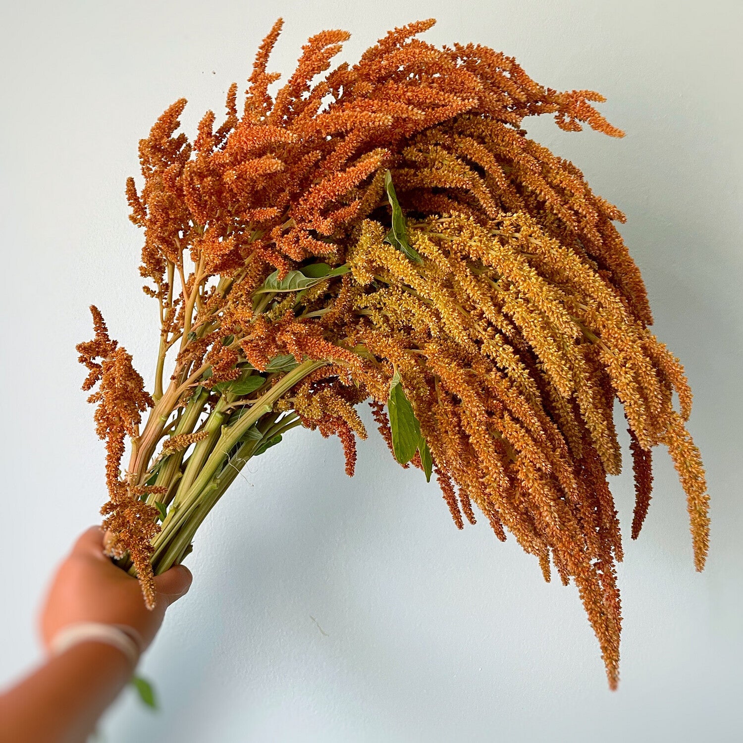 Amaranth Hot Biscuit Plant