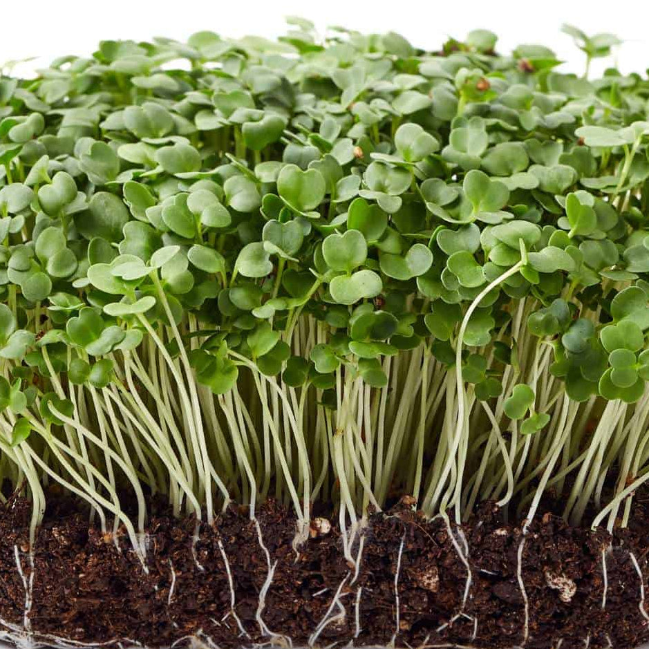 Arugula Astro Seeds110g