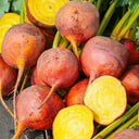 Beetroot Golden Detroit