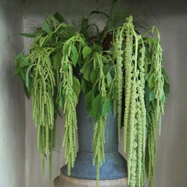 Amaranth Emerald Tassels Plant