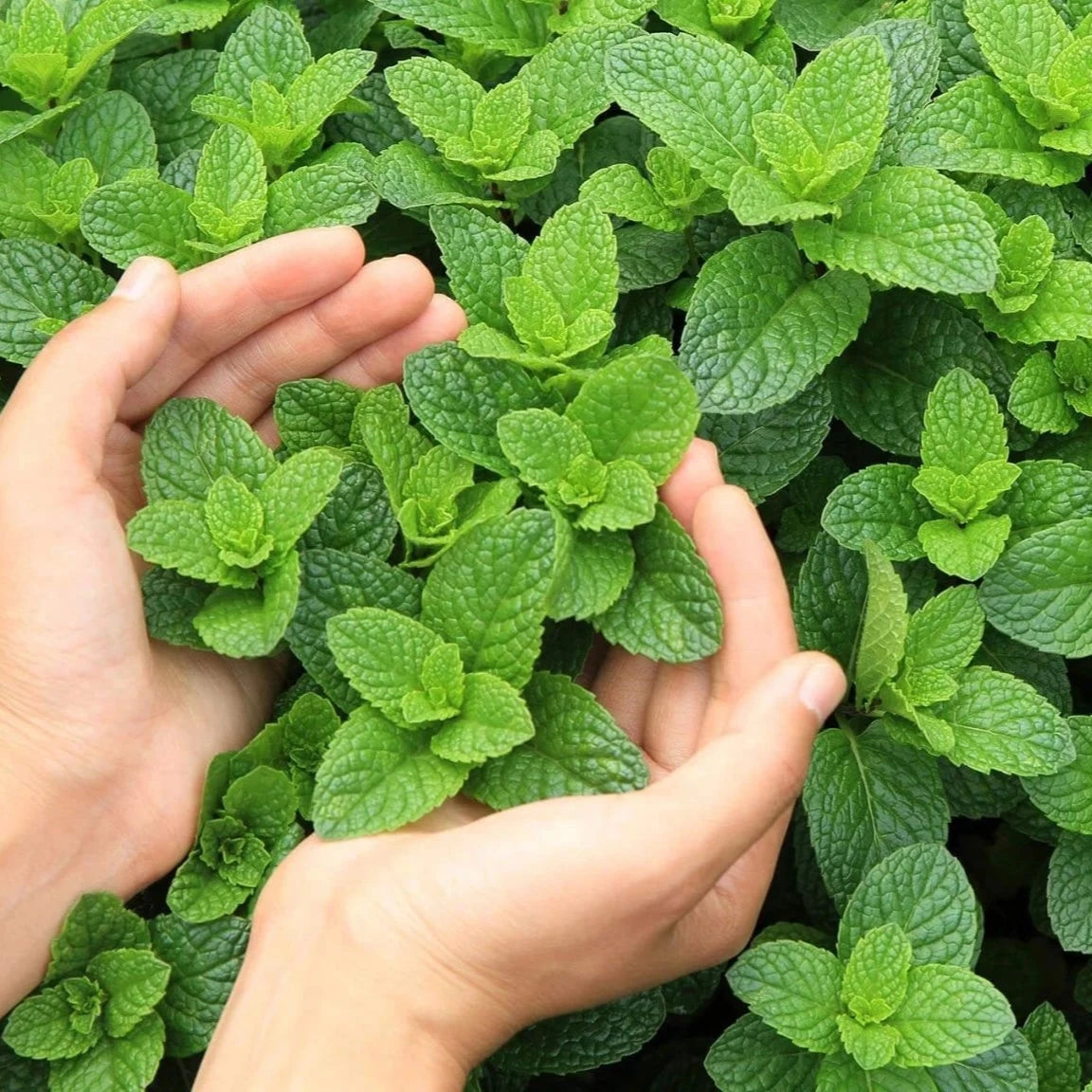 Peppermint