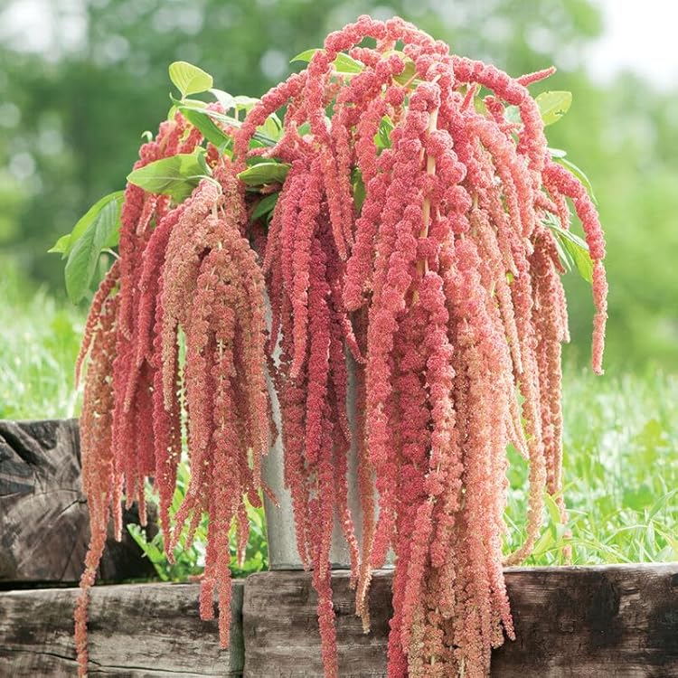 Amaranth Coral Fountain