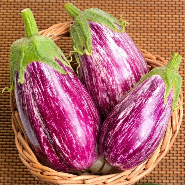 Eggplant Pandora Striped Rose