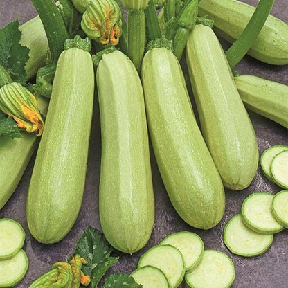 كوسا بيضاء