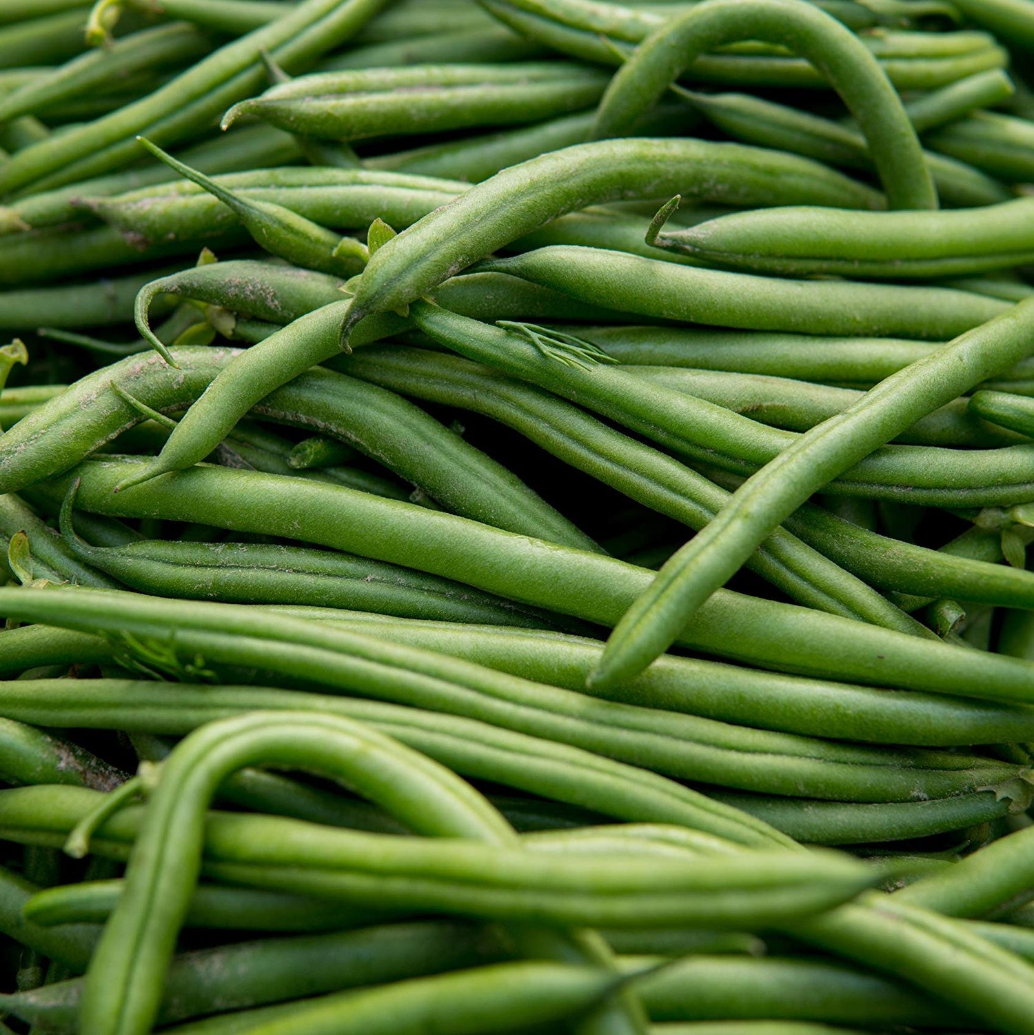 Bean Blue Lake Pole
