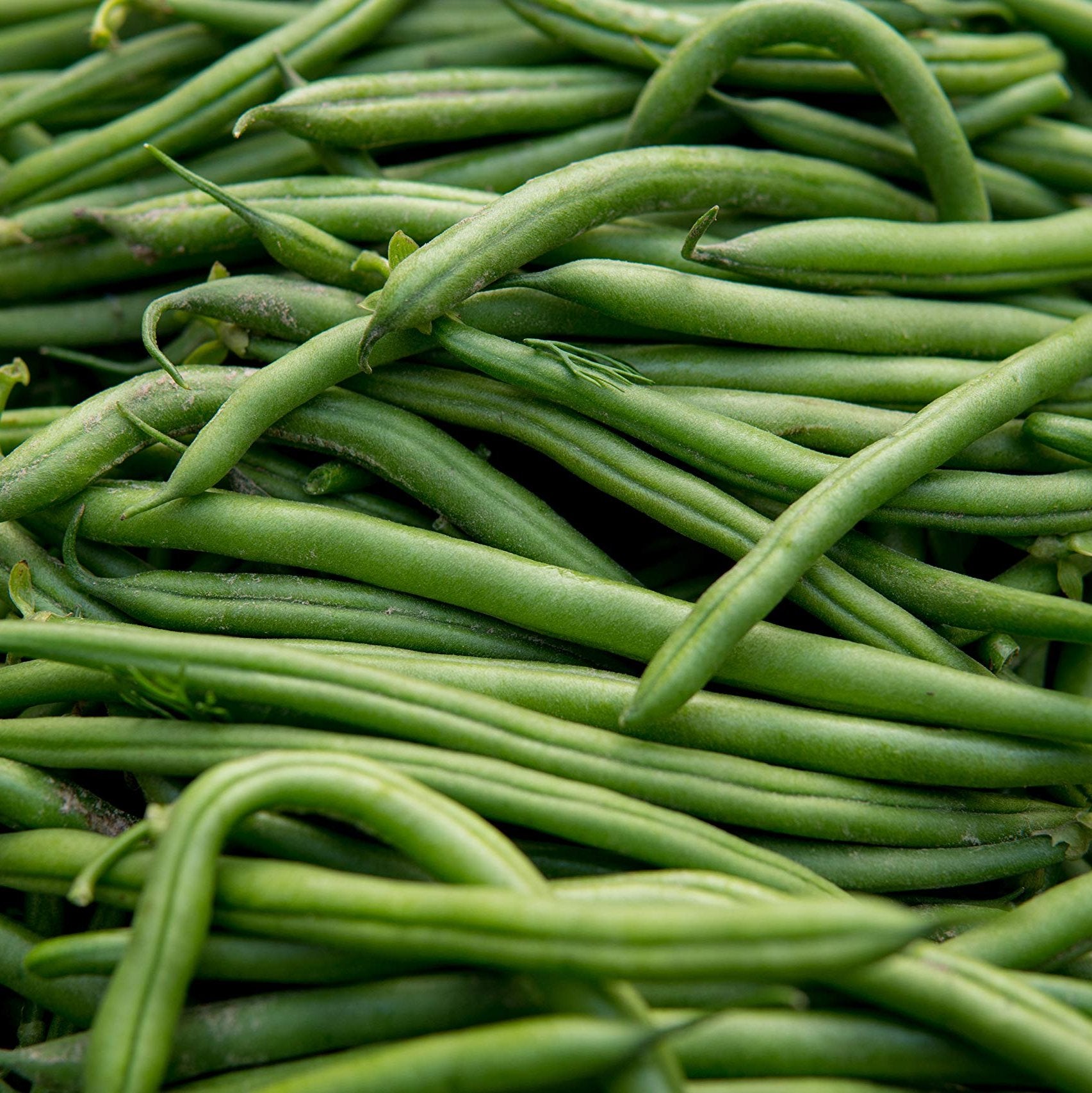 Bean Blue Lake Pole