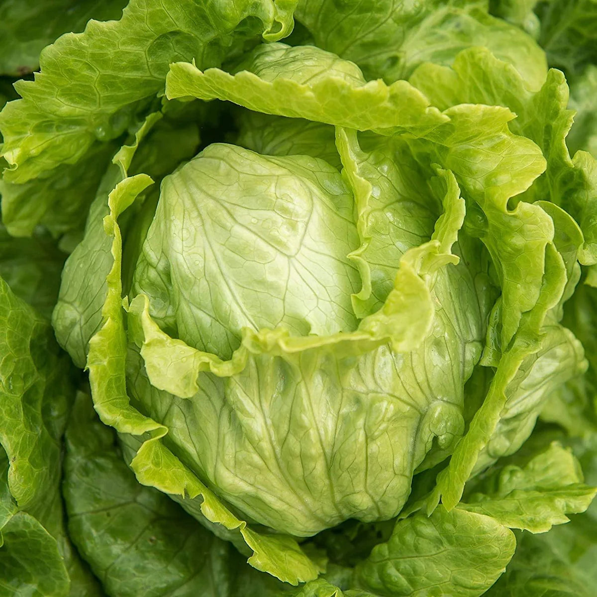 Lettuce Iceburg Crisphead