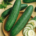 Cucumber County Fair F1