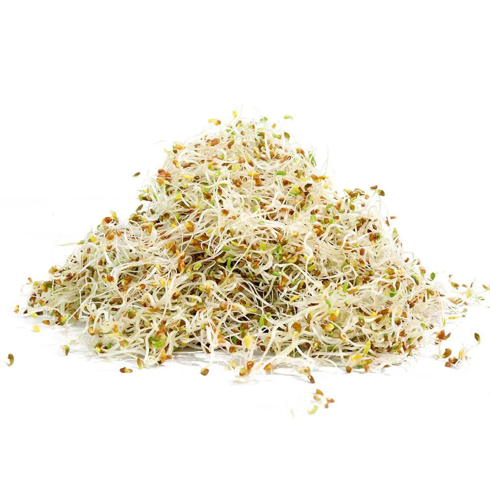 Alfalfa Sprouting Seeds 110g