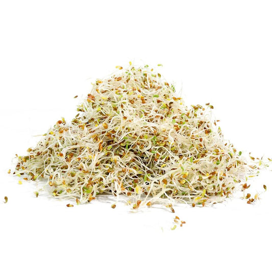 Alfalfa Sprouting Seeds 110g
