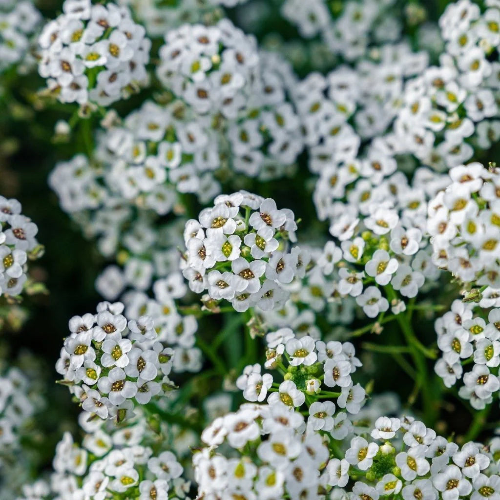 Alyssum Carpet of Snow