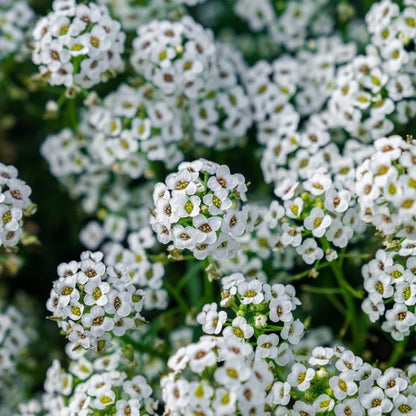Alyssum Carpet of Snow