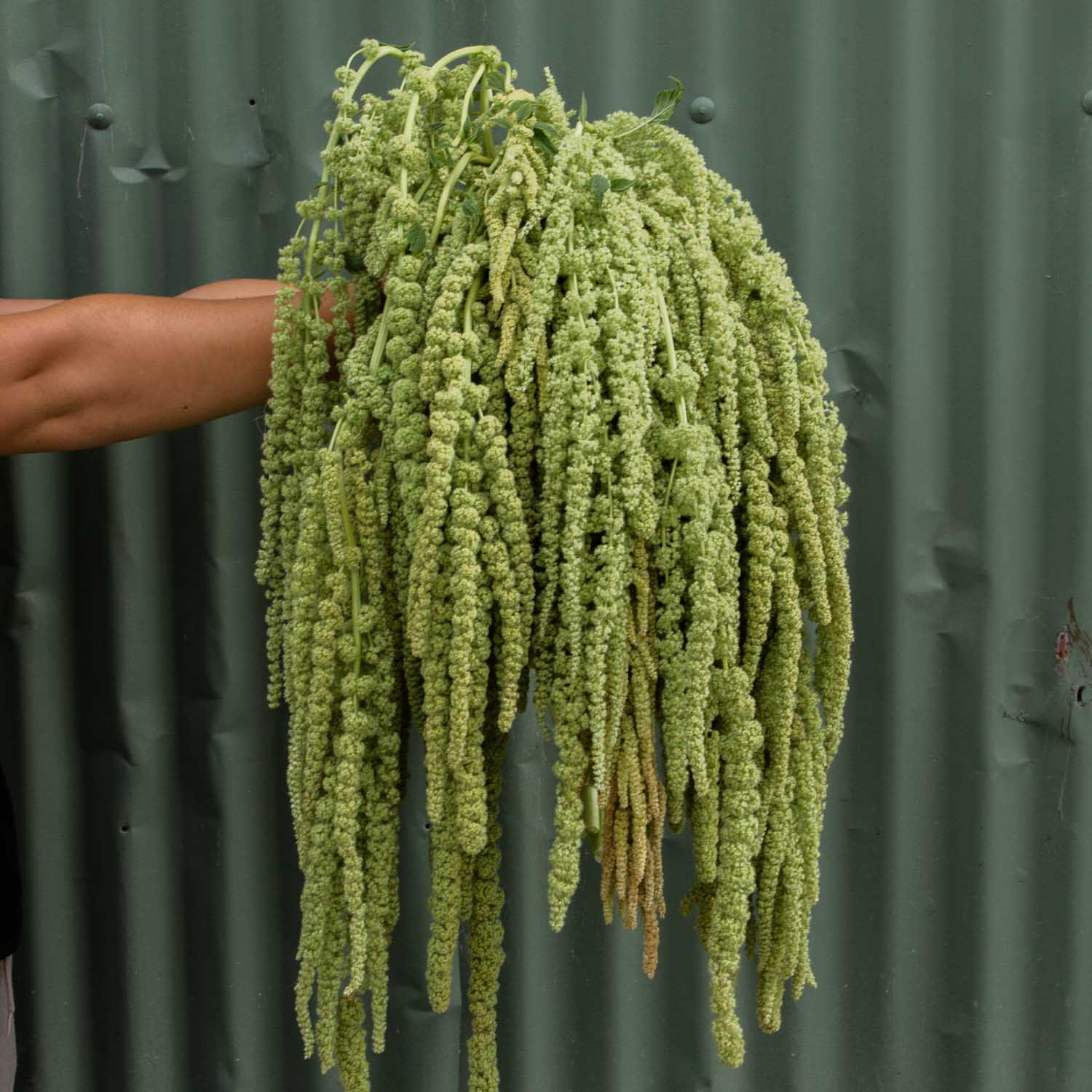 Amaranth Emerald Tassels Plant
