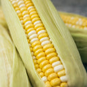 Corn Ambrosia
