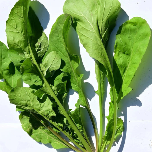 Arugula Astro