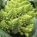 Broccoli Romanesco