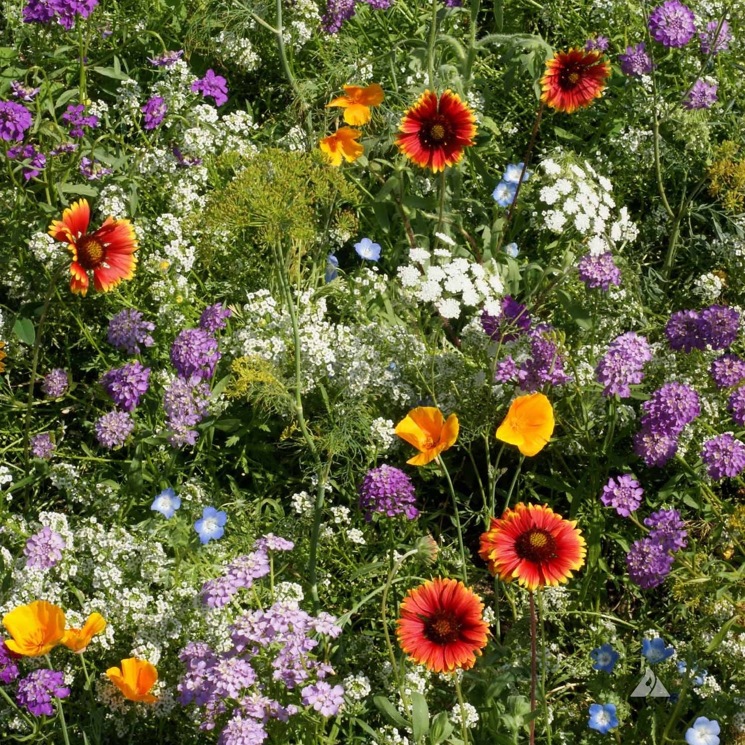 Beneficial Bug Mix Flowers
