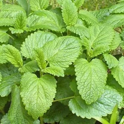 Lemon Balm