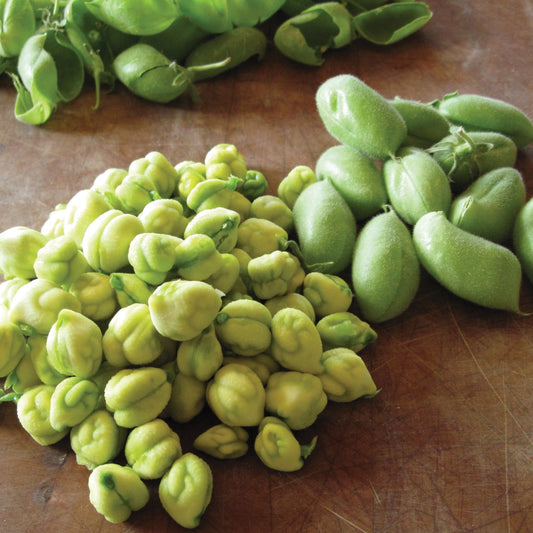 Bean Garbanzo