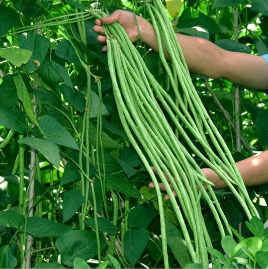 Bean Oriental Yard Long