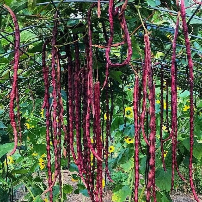 Bean Red Noodle Yard Long