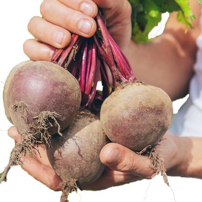 Beetroot Detroit Dark Red