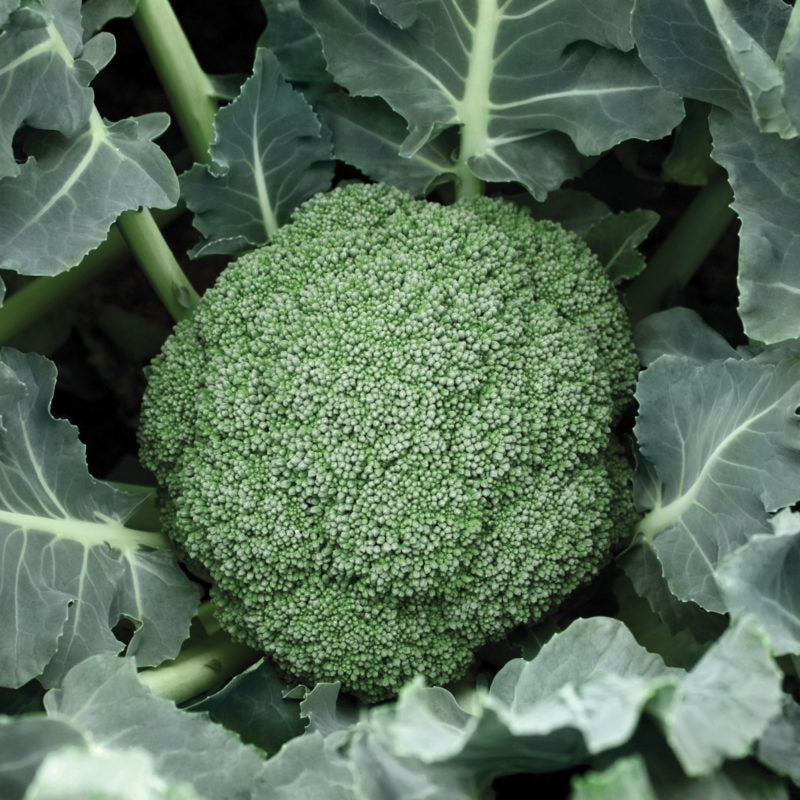 Broccoli Destiny Hybrid – plantnmore