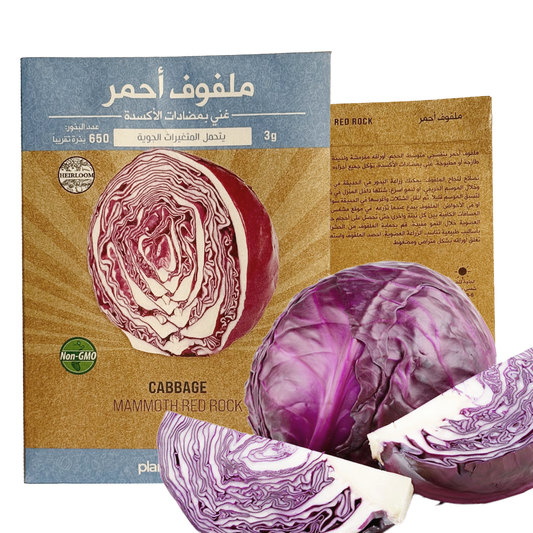 Cabbage Mammoth Red Rock