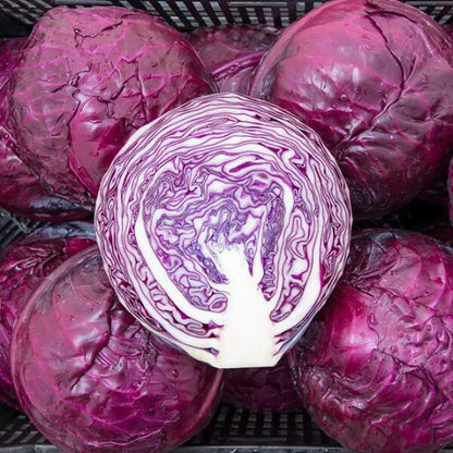 Cabbage Mammoth Red Rock