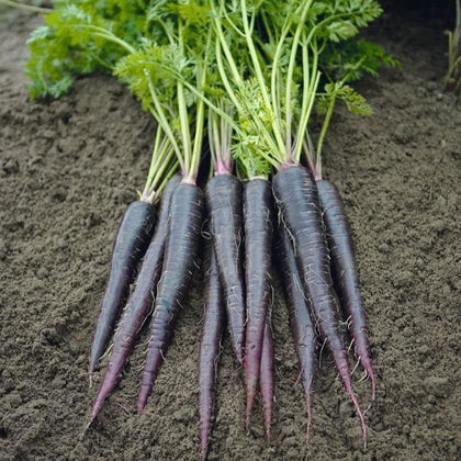 Carrot Black Nebula