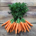 Carrot Scarlet Nantes
