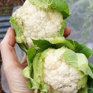 Cauliflower Igloo Quick Growing