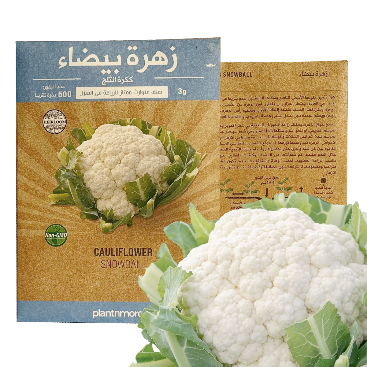 زهرة بيضاء