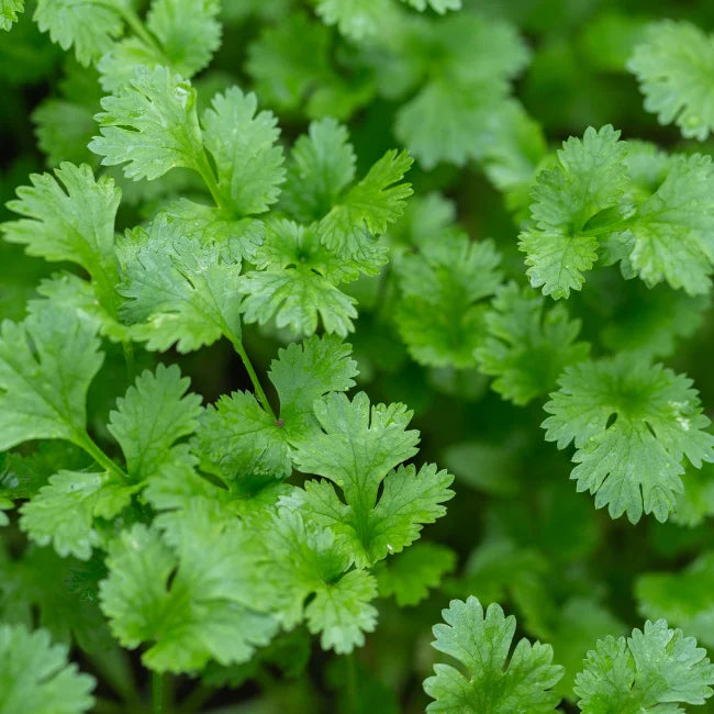 Cilantro Slow Bolt