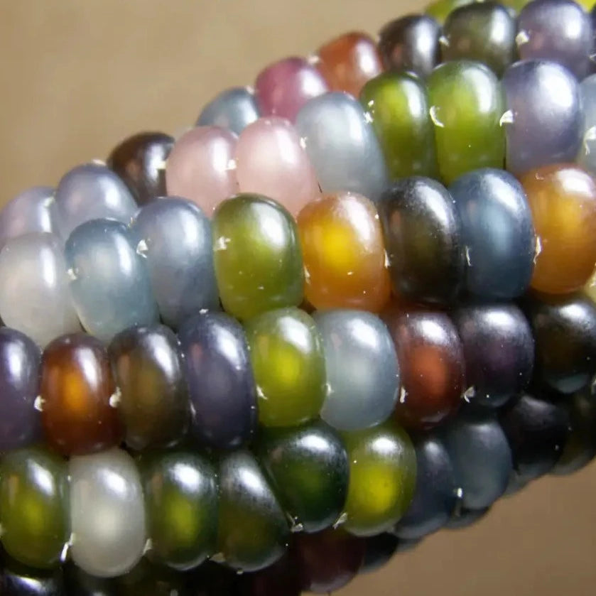 Corn Rainbow Jewel