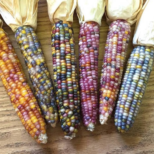 Corn Rainbow Jewel