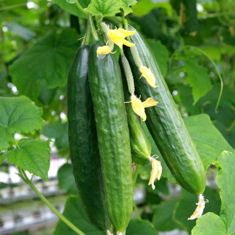 Cucumber Greenhouse Long Burpless