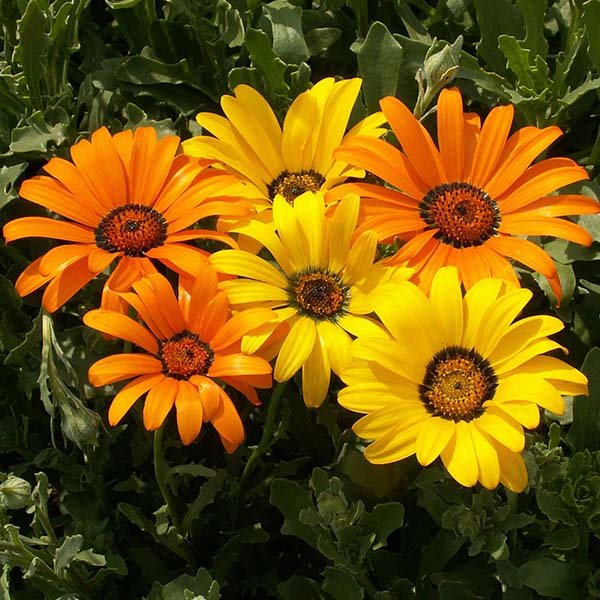 Dimorphotheca African Daisy