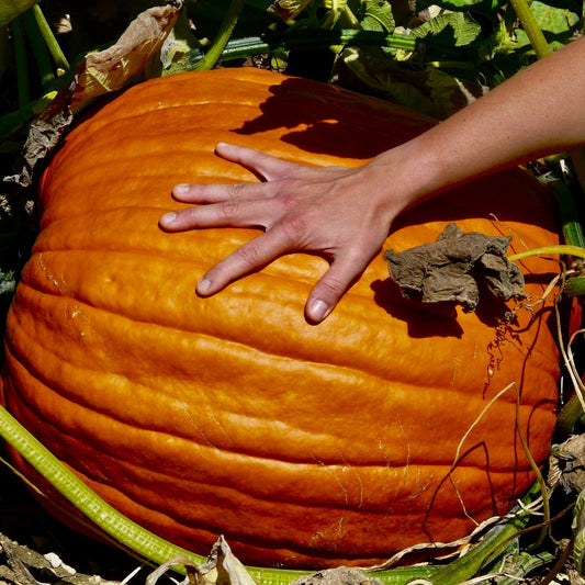 Pumpkin Big Max