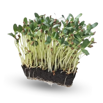 Fenugreek Seeds 110g