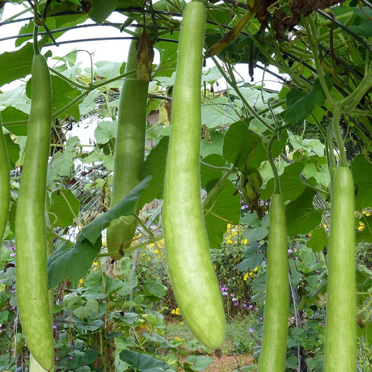 Gourd Cucuzzi