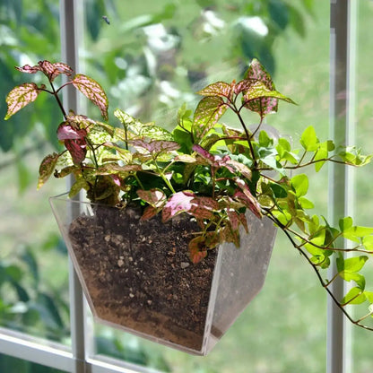 Window Garden Small