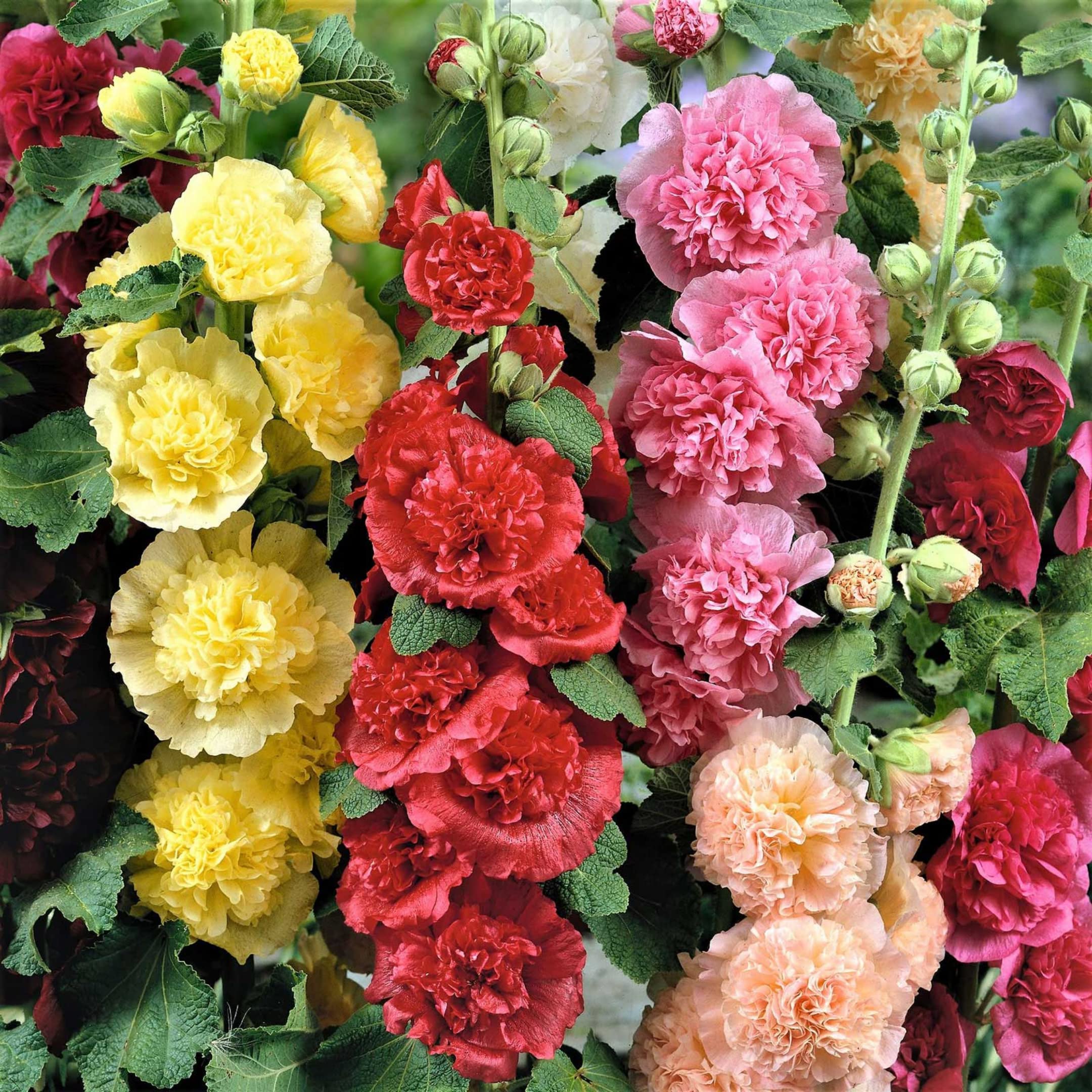 Hollyhock Summer Carnival Mix