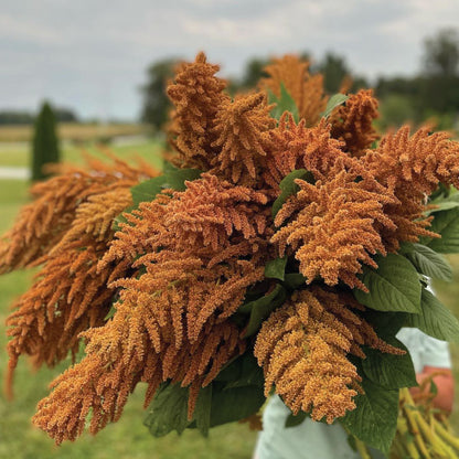 Amaranth Hot Biscuit Plant