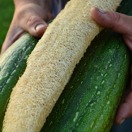 Luffa Sponge