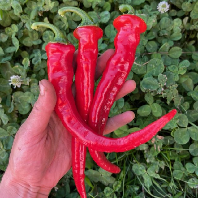 Pepper Hot Portugal Plant