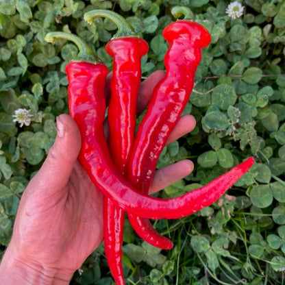 Pepper Hot Portugal Plant