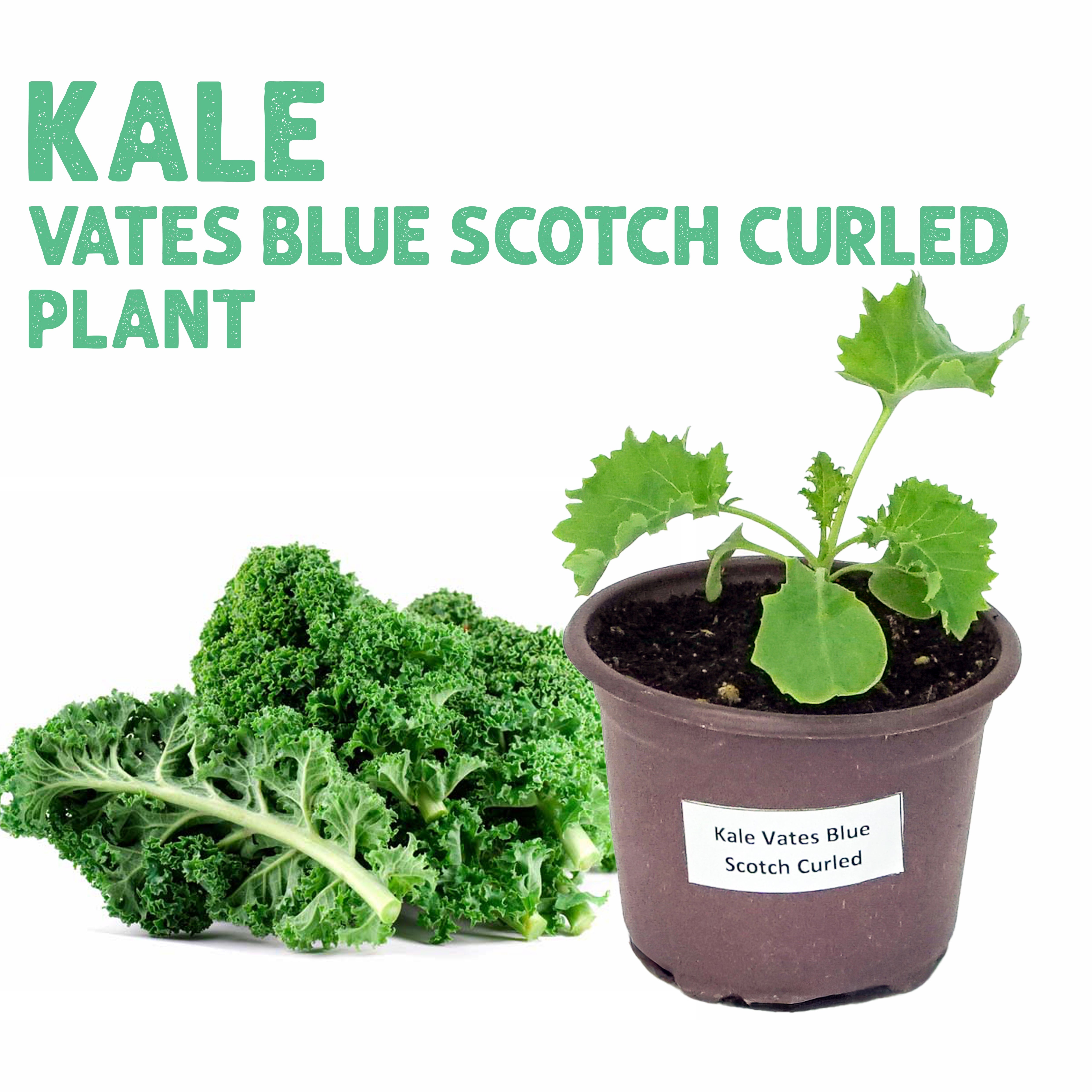 Kale Vates Blue Scotch Curled Plant