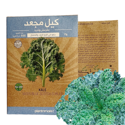 Kale Vates Blue Scotch Curled